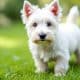 Westie Rescue: Finding Your Perfect Canine Companion