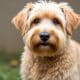 Adopt a Wheaten Terrier: Finding Your Rescue Dog
