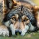 Wolf-Dog Hybrid Rescue: Finding Homes for Unique Canines