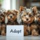 How to Find Yorkshire Terrier Puppies for Adoption
